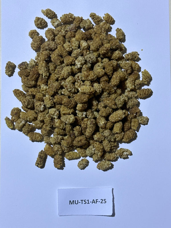 Afghanistan - Mulberry Dried